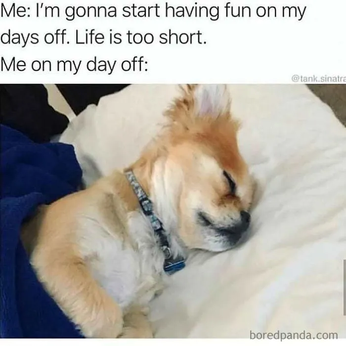 Cute dog sleeping on a bed covered with blanket, illustrating a funny sleeping meme about days off and relaxing.