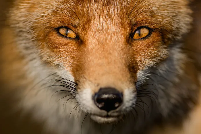 Foxes Of Amsterdam