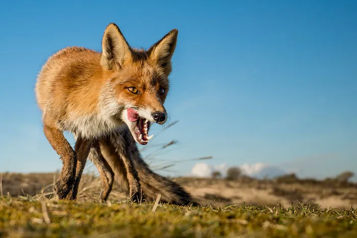 Foxes Of Amsterdam