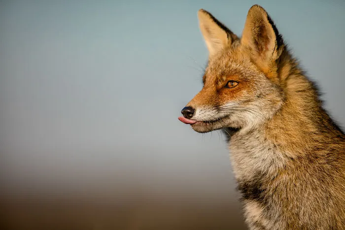Foxes Of Amsterdam