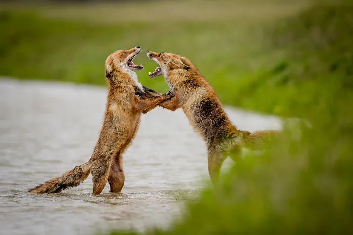 Foxes Of Amsterdam