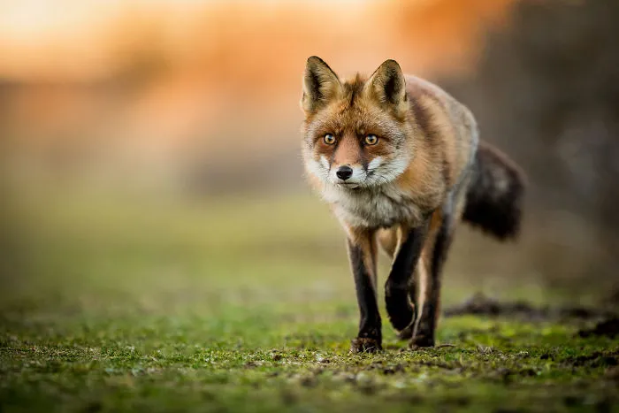 Foxes Of Amsterdam