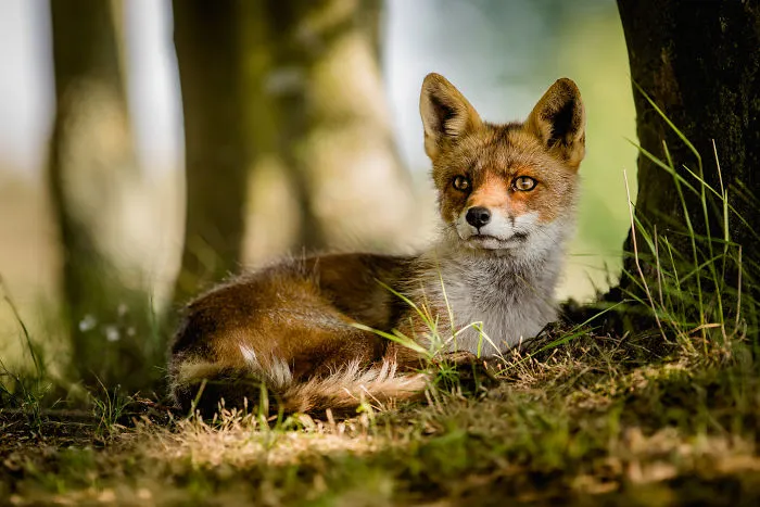 Foxes Of Amsterdam