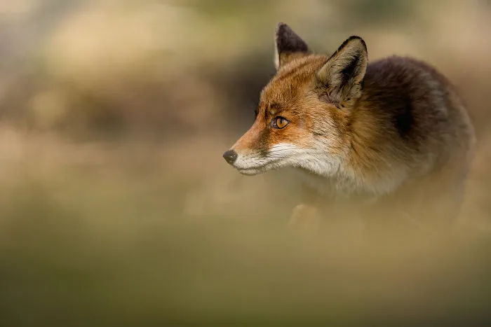 Foxes Of Amsterdam