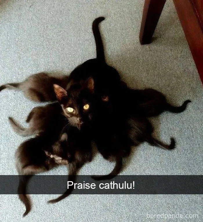 40 Hilarious Cat Snapchats That Will Leave You With The Biggest Smile (New Pics)