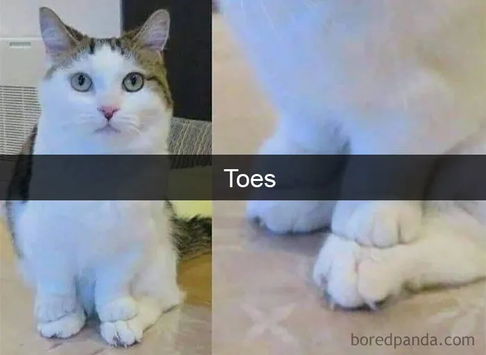 40 Hilarious Cat Snapchats That Will Leave You With The Biggest Smile (New Pics)
