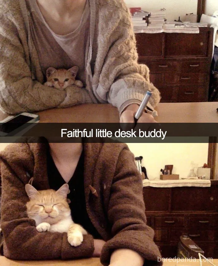 40 Hilarious Cat Snapchats That Will Leave You With The Biggest Smile (New Pics)