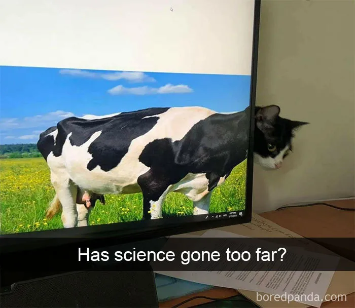 40 Hilarious Cat Snapchats That Will Leave You With The Biggest Smile (New Pics)