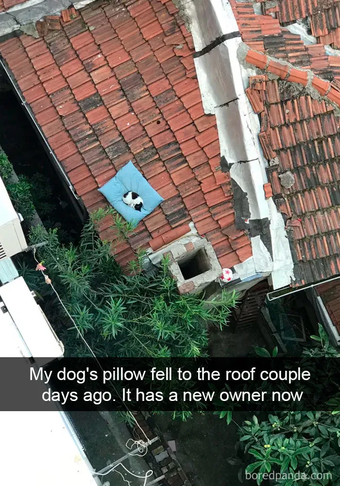 40 Hilarious Cat Snapchats That Will Leave You With The Biggest Smile (New Pics)