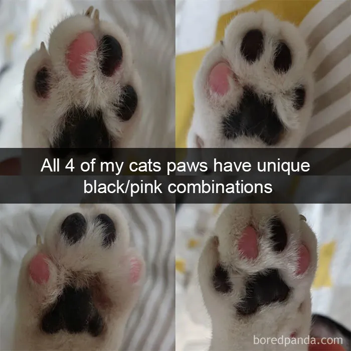 40 Hilarious Cat Snapchats That Will Leave You With The Biggest Smile (New Pics)