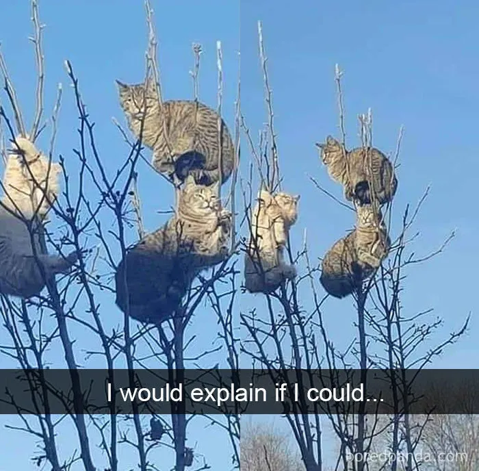 40 Hilarious Cat Snapchats That Will Leave You With The Biggest Smile (New Pics)