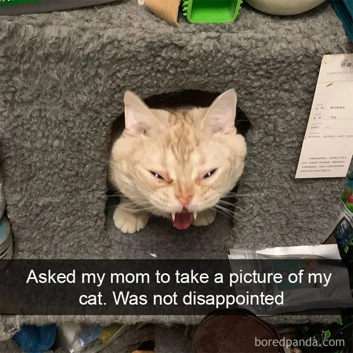 40 Hilarious Cat Snapchats That Will Leave You With The Biggest Smile (New Pics)
