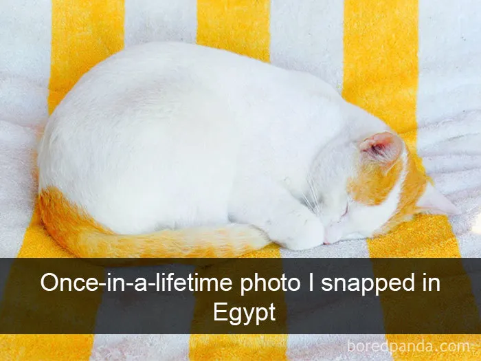 40 Hilarious Cat Snapchats That Will Leave You With The Biggest Smile (New Pics)