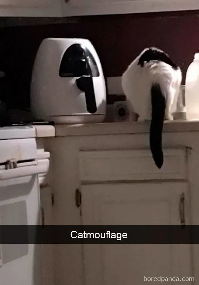 40 Hilarious Cat Snapchats That Will Leave You With The Biggest Smile (New Pics)