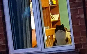 40 Hilarious Cat Snapchats That Will Leave You With The Biggest Smile (New Pics)