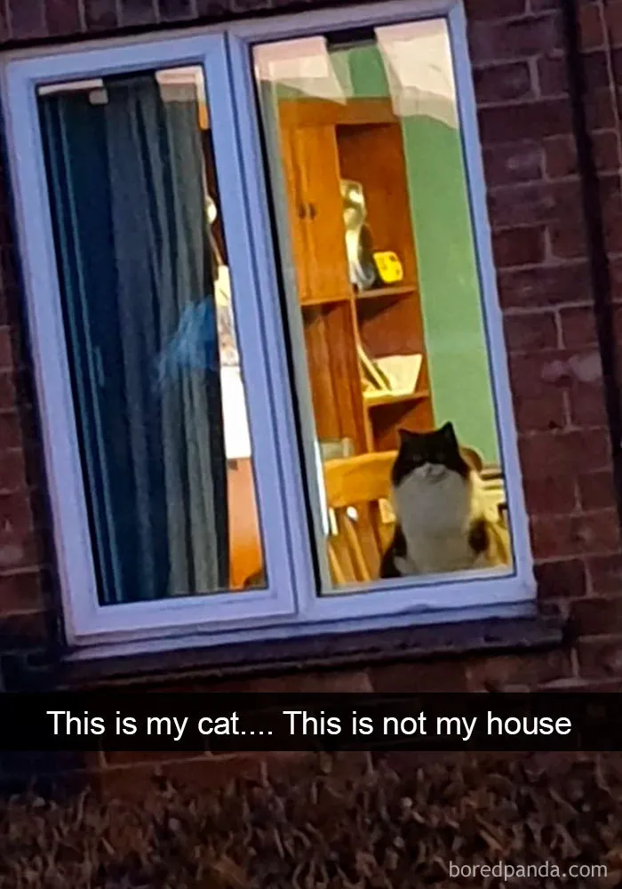 40 Hilarious Cat Snapchats That Will Leave You With The Biggest Smile (New Pics)