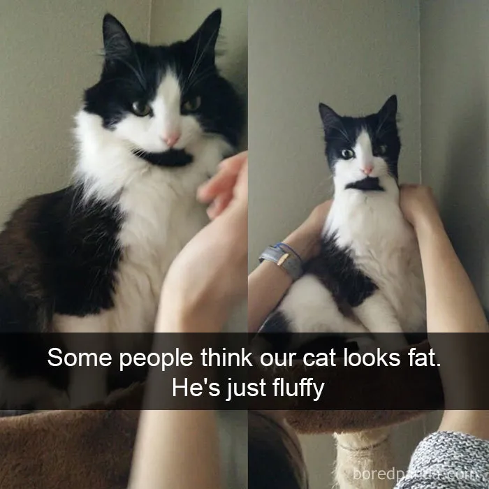 40 Hilarious Cat Snapchats That Will Leave You With The Biggest Smile (New Pics)