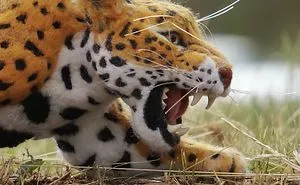 I Have A Magic Wand To Create Endangered Animals