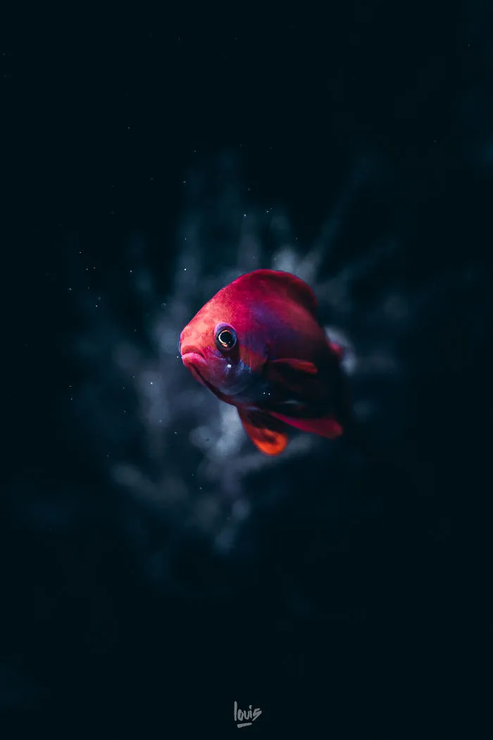 The Eye