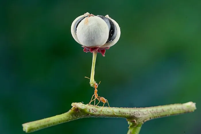 Hungry