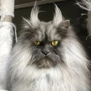 Juno The Angry Cat