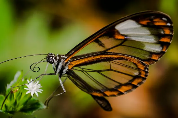Transparent