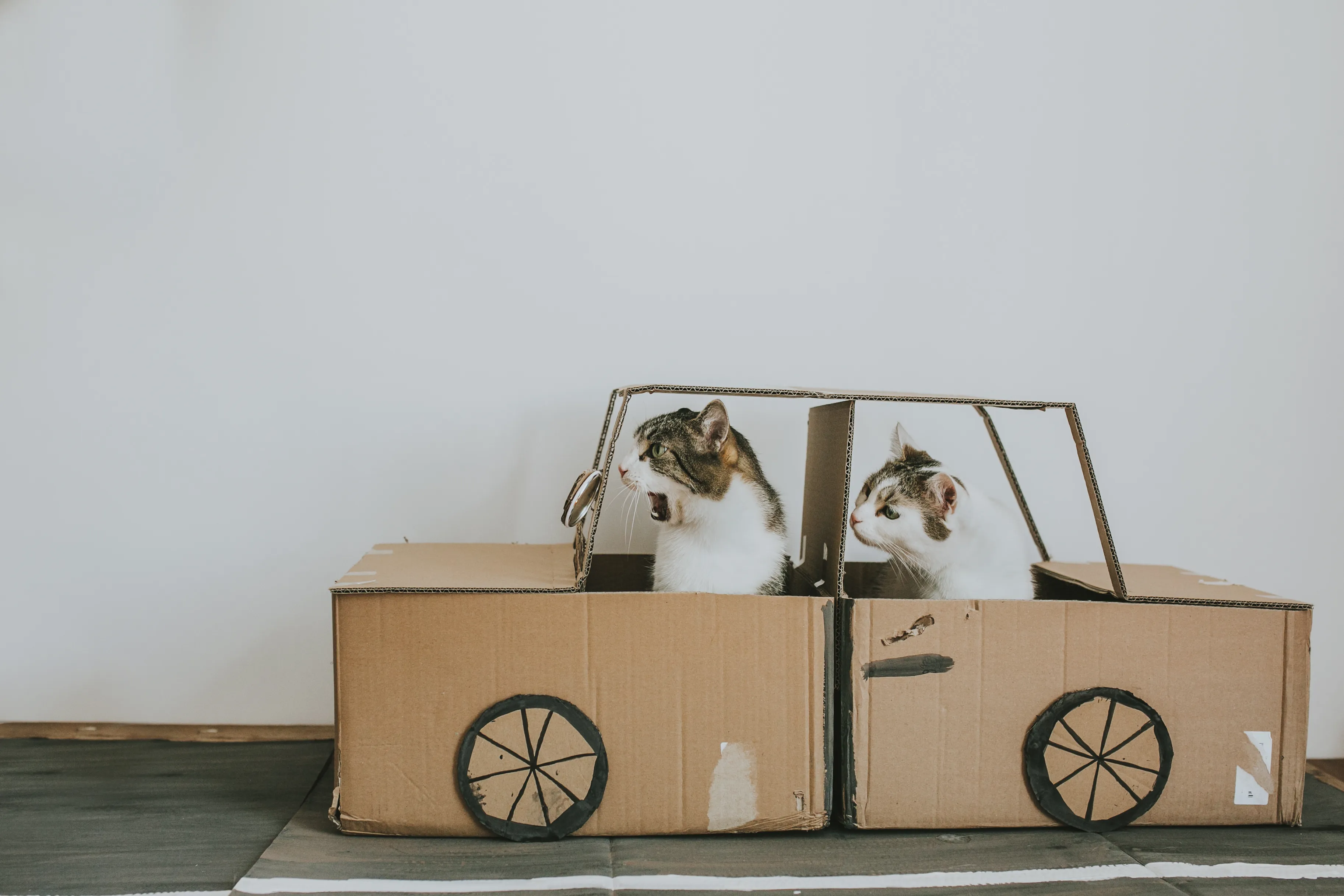 Cats' Cardboard World