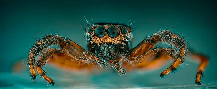 Panorámica Salticidae (Spider Jump)