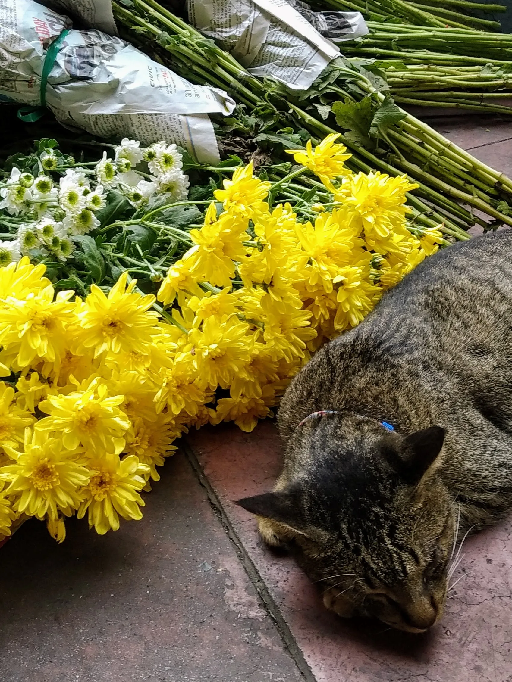I Love Taking Pictures Of Street Cats In Manila, Philippines.