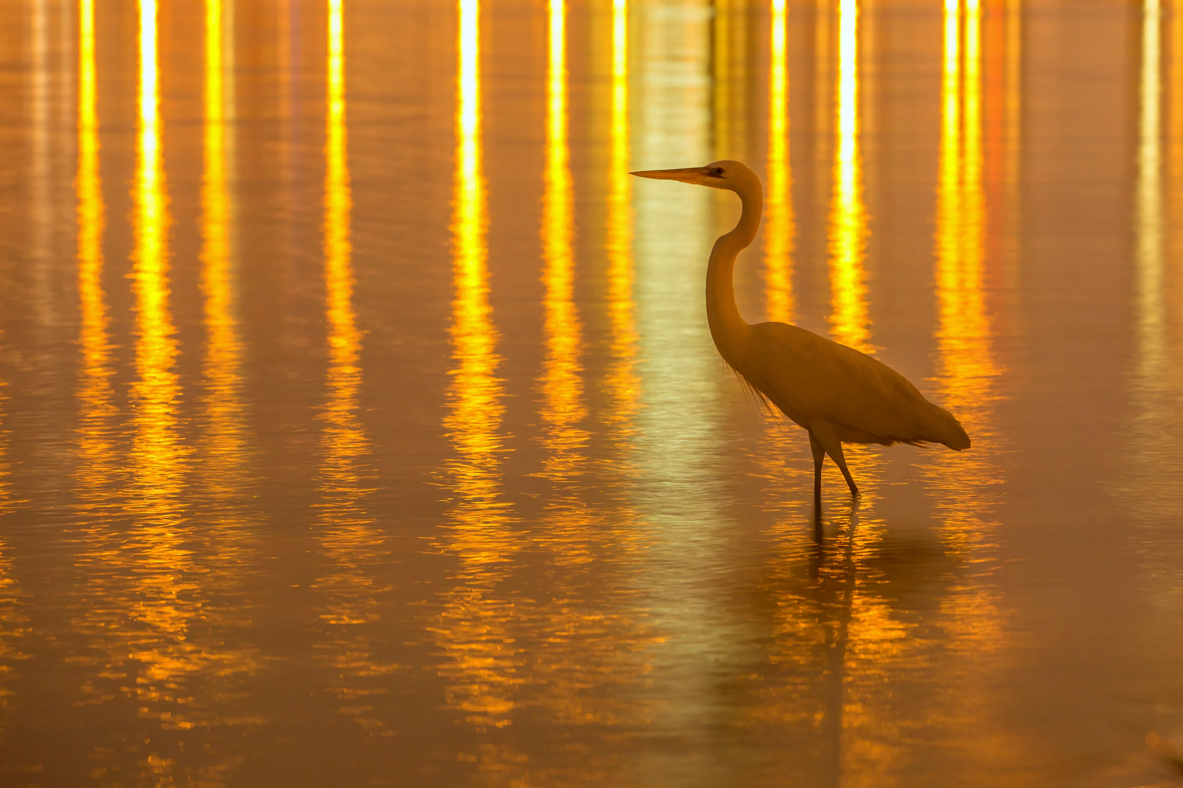 5 Of My Absolute Favorite Wildlife Images