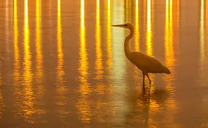 5 Of My Absolute Favorite Wildlife Images
