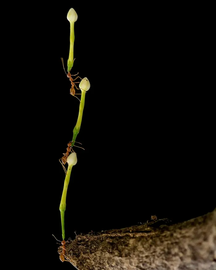 Teamwork To Reach The Top