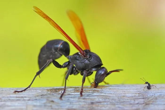 David & Goliath