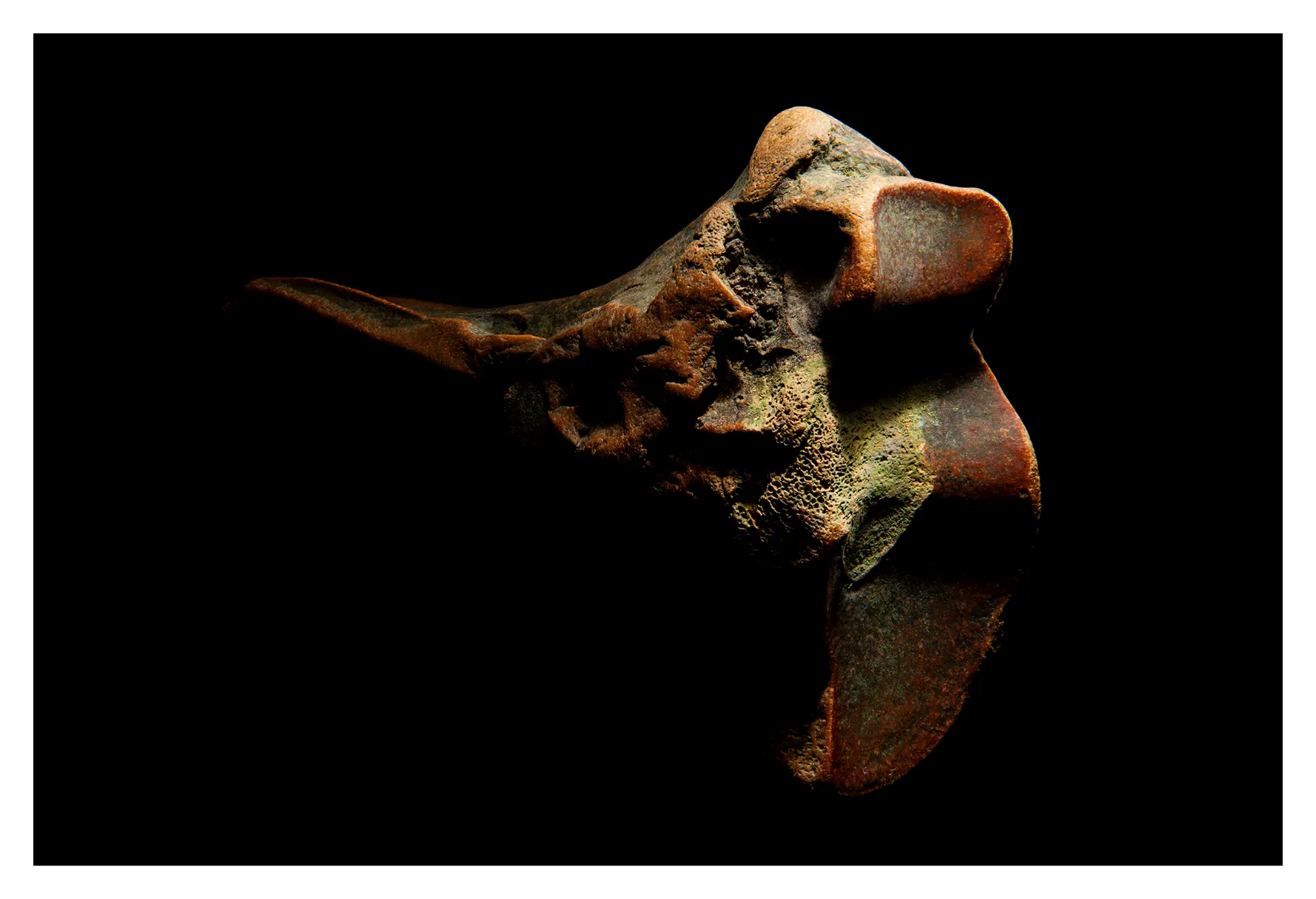 I Find A Lot Of Old Bones On The River Thames Banks At Low Tide- Here Are Some Of Them Photographed In The Studio.