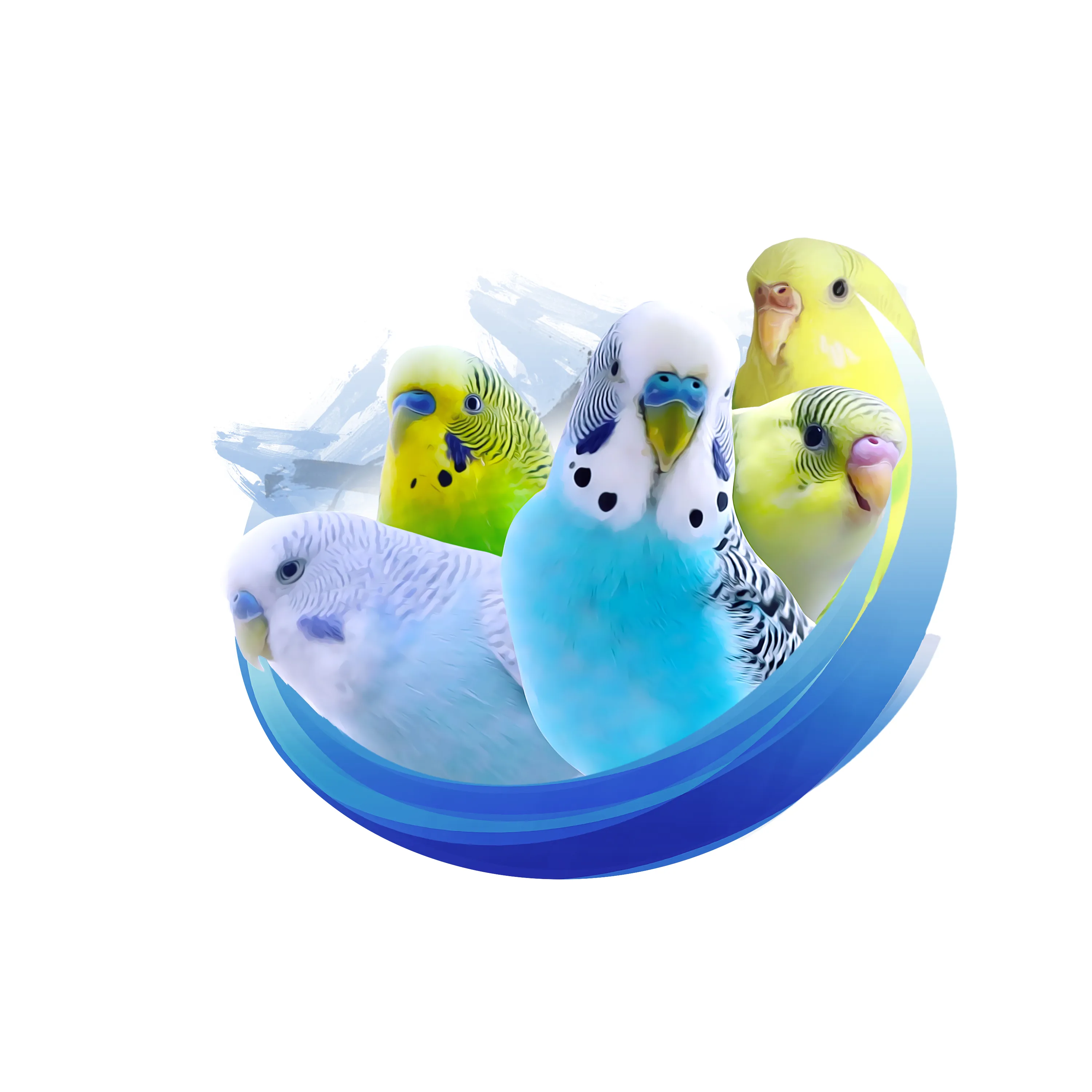 Youtuber Making Videos About Little Budgie Birds And Parakeets