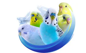 Youtuber Making Videos About Little Budgie Birds And Parakeets
