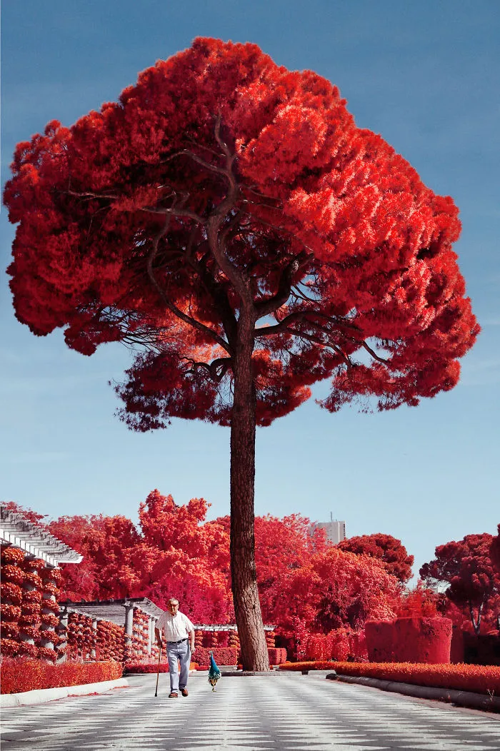 My 22 Pics Of Madrid That I Captured Using Infrared Photography