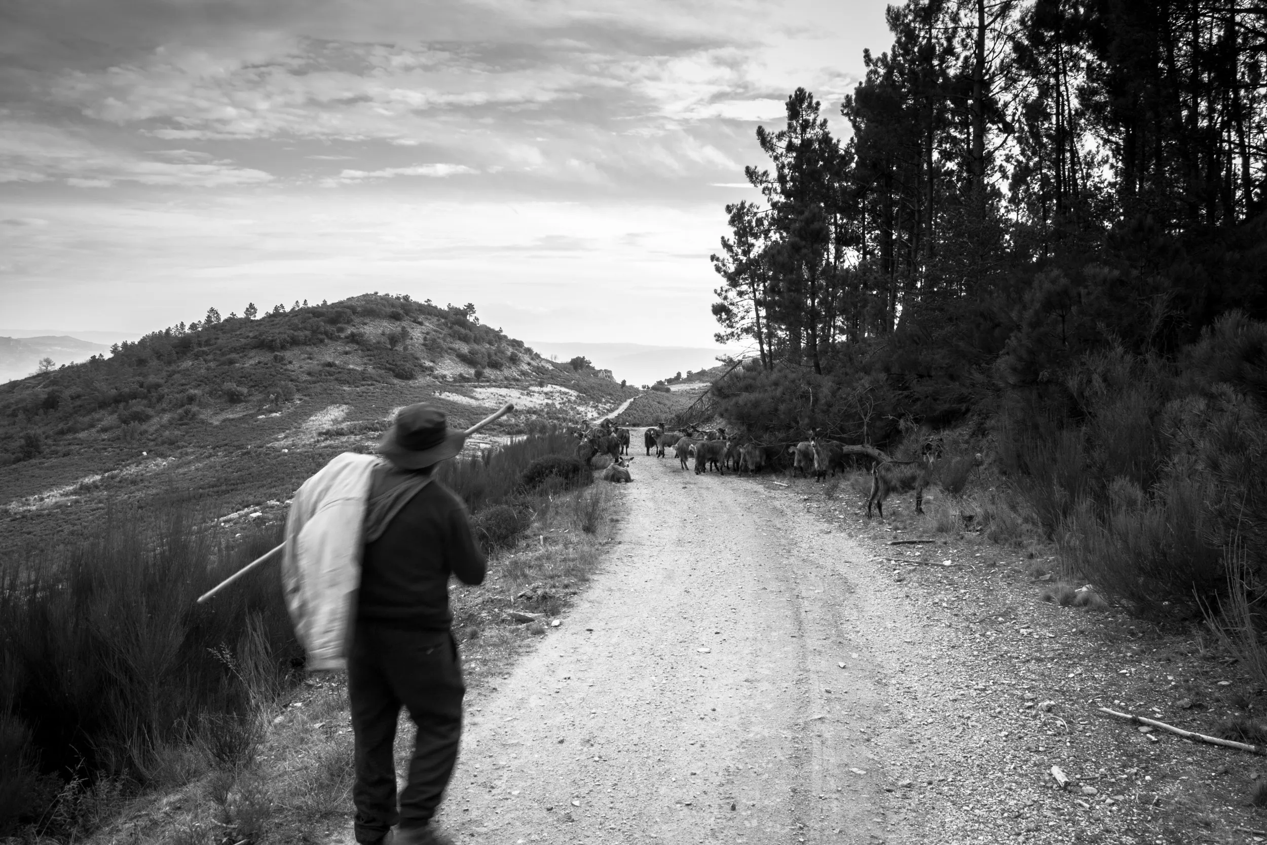 I Photographed The Life Of The Shepherds