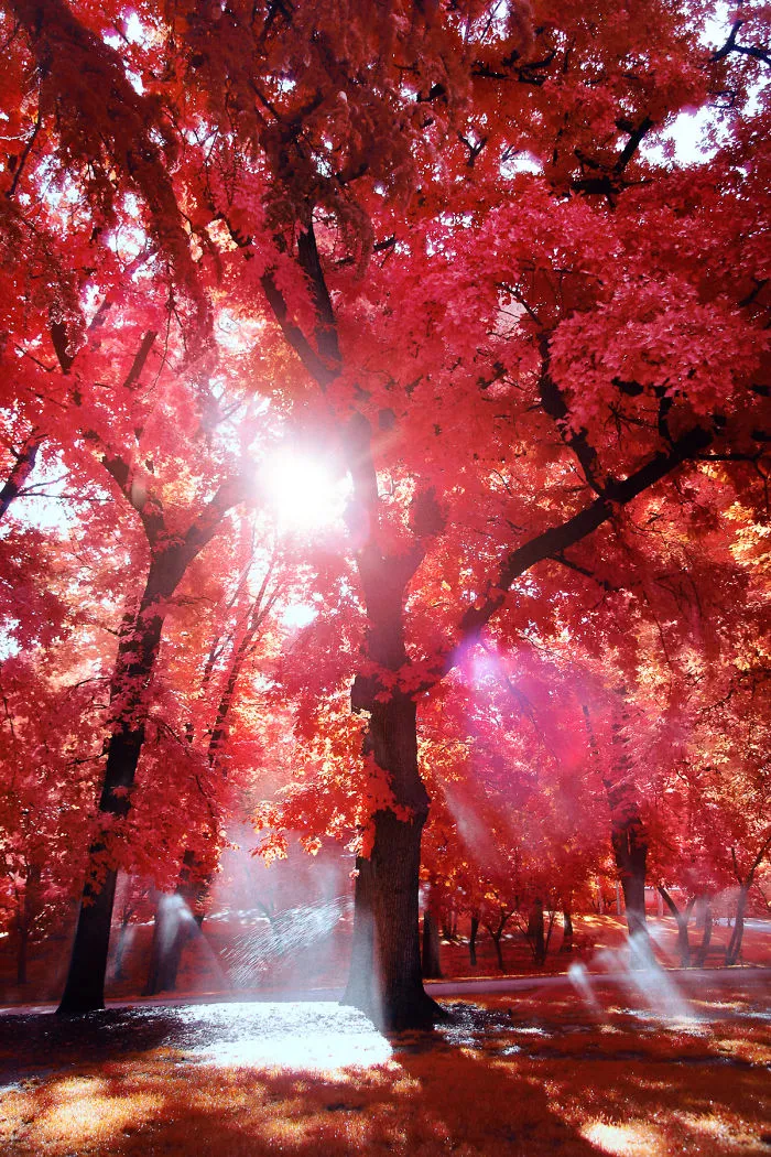 My 22 Pics Of Madrid That I Captured Using Infrared Photography
