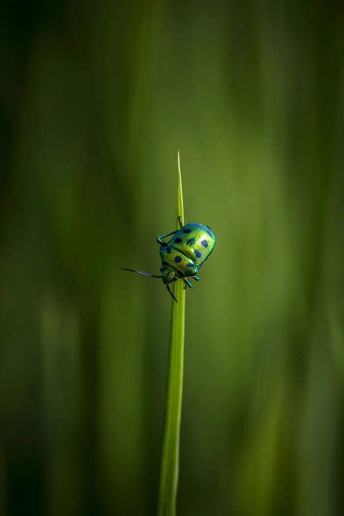 Green On Green