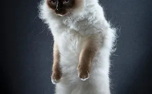 Photo Series About Standing Cats That I Made After Observing My Own Cat's Movements (35 Pics)