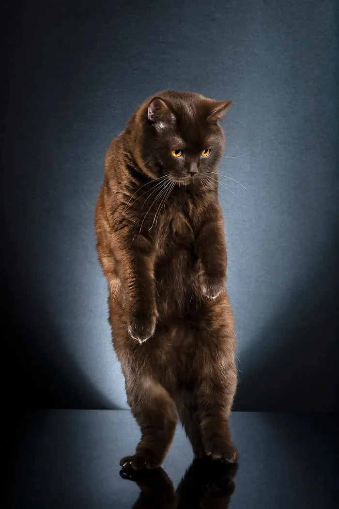 Brutus