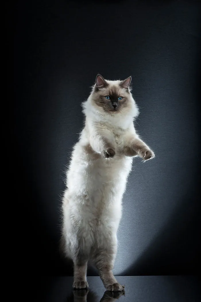 Coton
