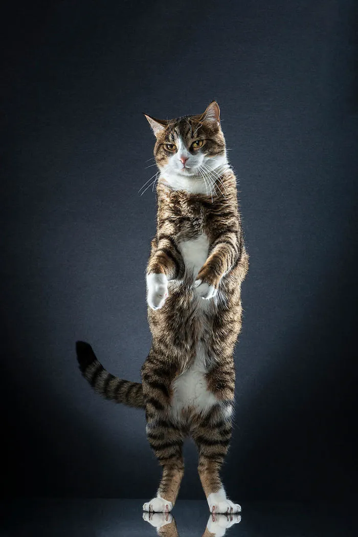 Aj