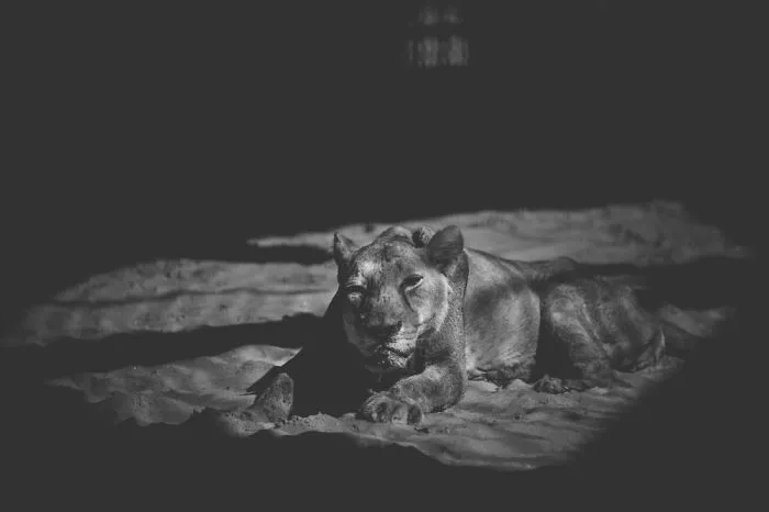 Artist Captures The Heartbreaking Reality Of The Bangladesh National Zoo (15 Pics)