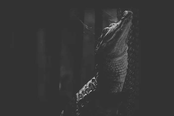 Artist Captures The Heartbreaking Reality Of The Bangladesh National Zoo (15 Pics)