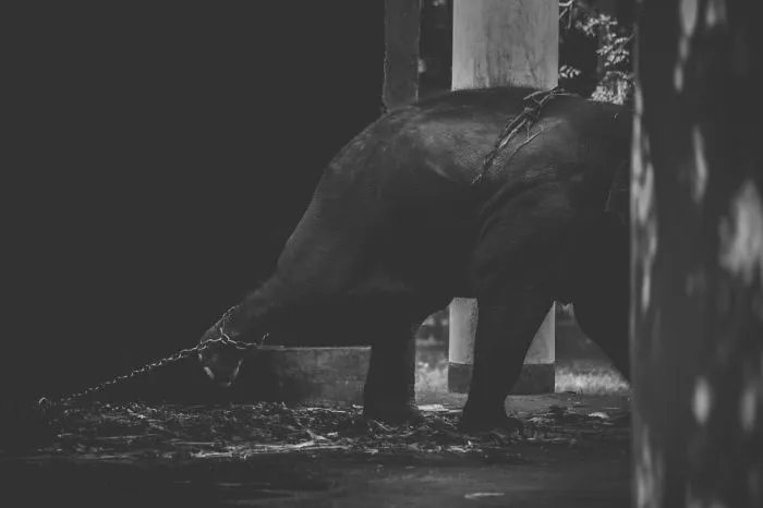 Artist Captures The Heartbreaking Reality Of The Bangladesh National Zoo (15 Pics)