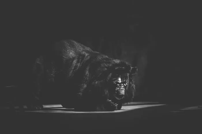 Artist Captures The Heartbreaking Reality Of The Bangladesh National Zoo (15 Pics)