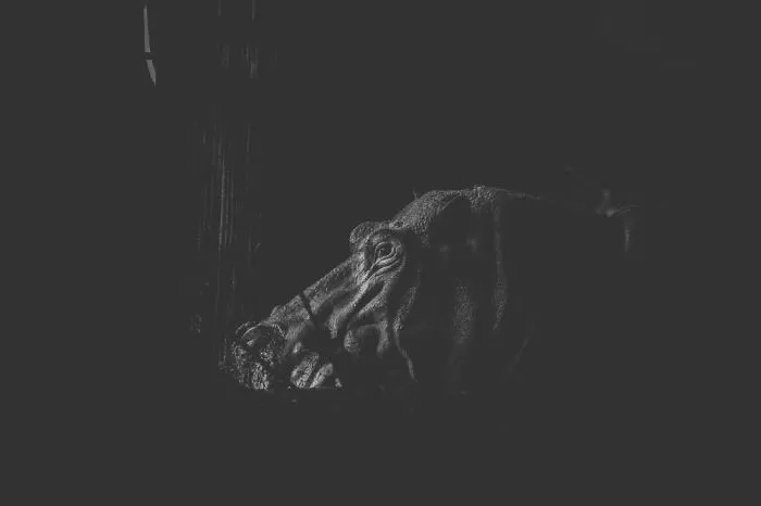 Artist Captures The Heartbreaking Reality Of The Bangladesh National Zoo (15 Pics)