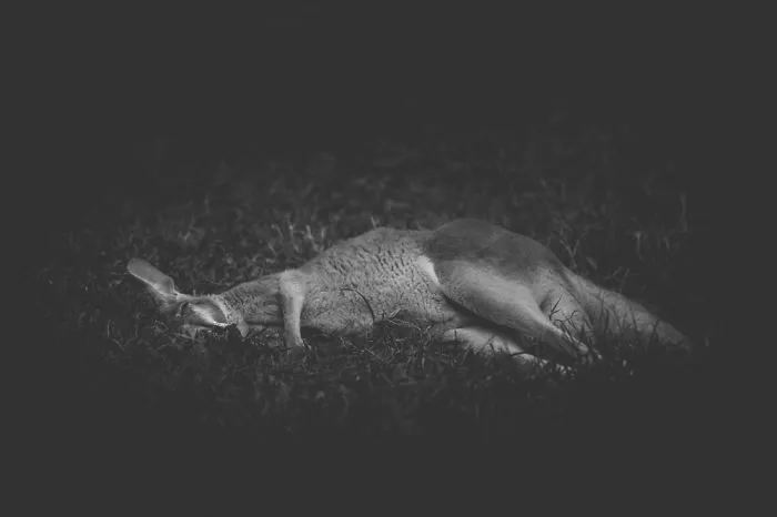 Artist Captures The Heartbreaking Reality Of The Bangladesh National Zoo (15 Pics)